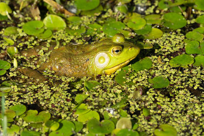 Close-up of a frog in lily pads on a sunny day 