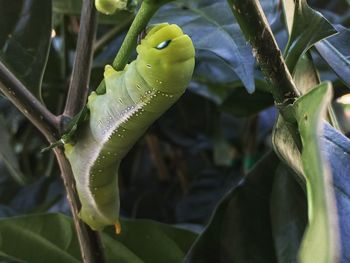 Close-up of caterpillar on plant