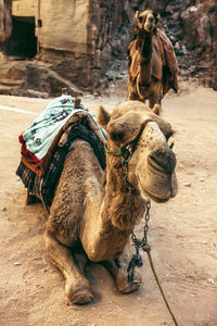 Camels in desert