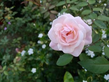 Close-up of pink rose