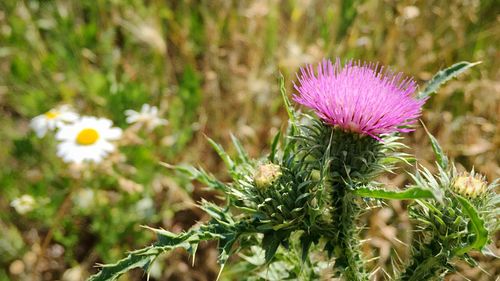 Close-up of purple thistle blooming outdoors