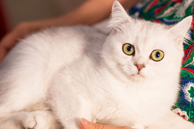 Close-up portrait of white cat