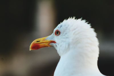 Close-up of seagull