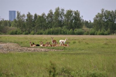 Deers. group resting at mid day in the field