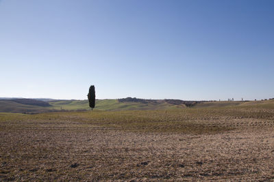 Scenic view of field against clear sky