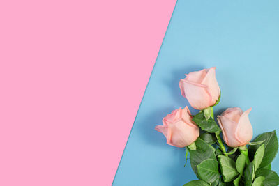 Close-up of rose against blue background