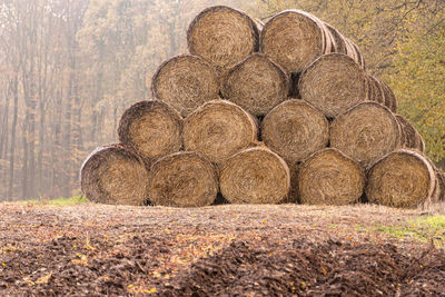 Stack of hay bales on field in forest