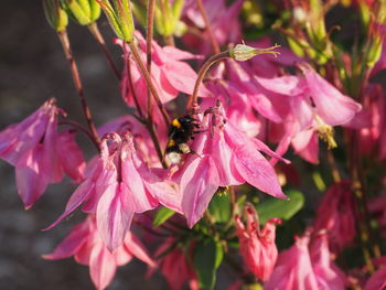 Close-up of bee pollinating on pink flower