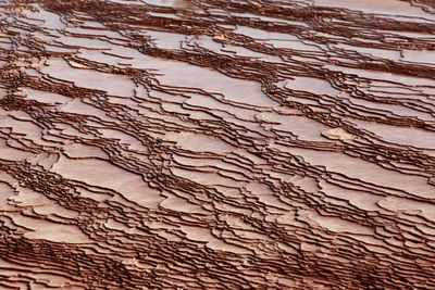 Reflection of bare trees in water