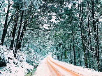 Road amidst trees in forest during winter