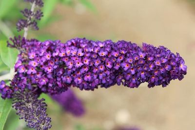 Close-up of purple flowers