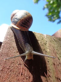 Close-up of snail