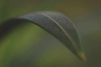 Close-up of raindrops on leaf