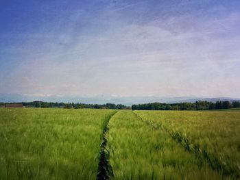 Scenic view of agricultural field against sky