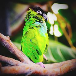 Close-up of parrot perching on leaf