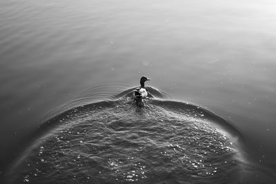 Duck swimming in sea