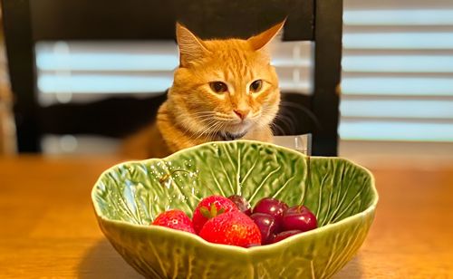 Cat in bowl on table