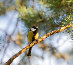 Low angle view of bird perching on branch