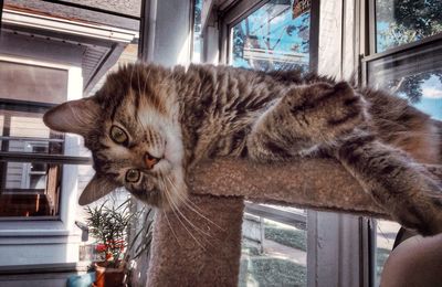 Close-up portrait of cat on window