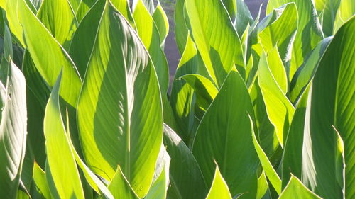 Close-up of green leaves on plant