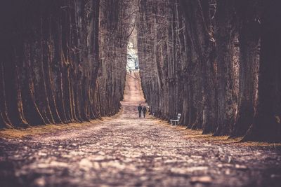 Rear view of people walking amidst trees on road at forest