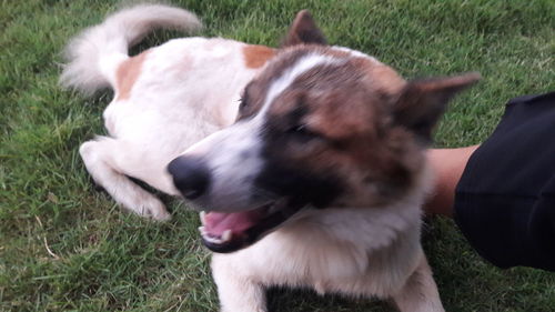 Close-up of a dog on field