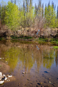 Reflection of trees on water in lake