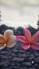 Close-up of pink frangipani flowers against sky