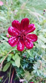 Close-up of water drops on red rose
