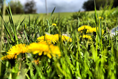 Close-up of crop growing in field