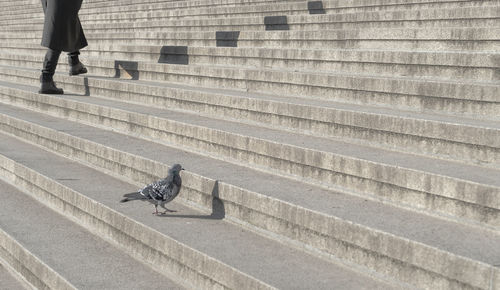 High angle view of pigeon walking on stairs 