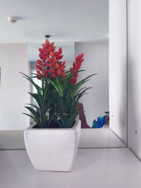 Close-up of potted plant at home