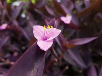 Close-up of flower blooming outdoors