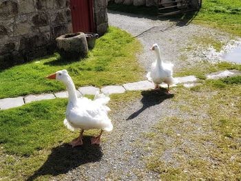 High angle view of white swan