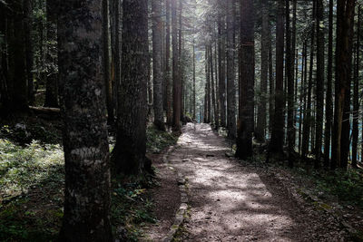 Trees in forest