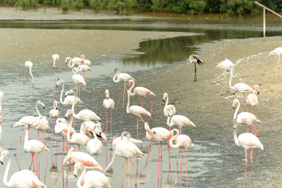 Flock of birds in lake