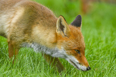 Close-up of an animal on grass