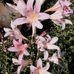 Close-up of pink flower