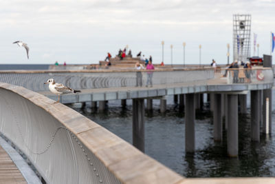 A white seagull sits on the railing of the new pier in koserow on the island of usedom.