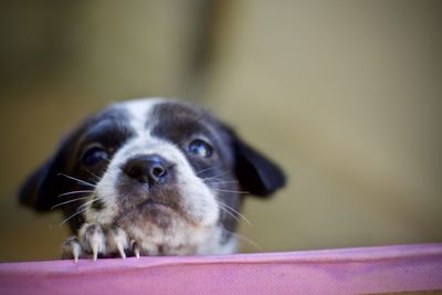 Close-up portrait of an animal