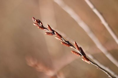 Close-up of willow branch