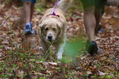 Low section of dog running on land