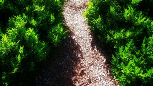 Trees growing in park