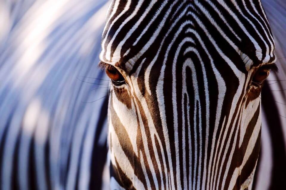 one animal, animal themes, animals in the wild, wildlife, close-up, insect, part of, mammal, animal head, animal body part, zoology, domestic animals, sunlight, day, pets, focus on foreground, outdoors, nature, cropped, selective focus