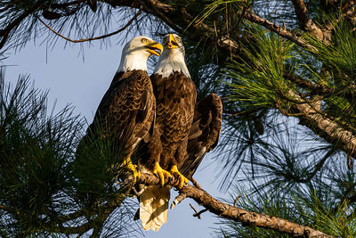 Low angle view of birds perching on tree