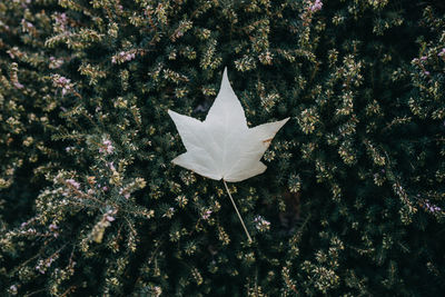 High angle view of maple leaves on tree