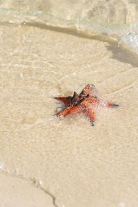 High angle view of crab on beach