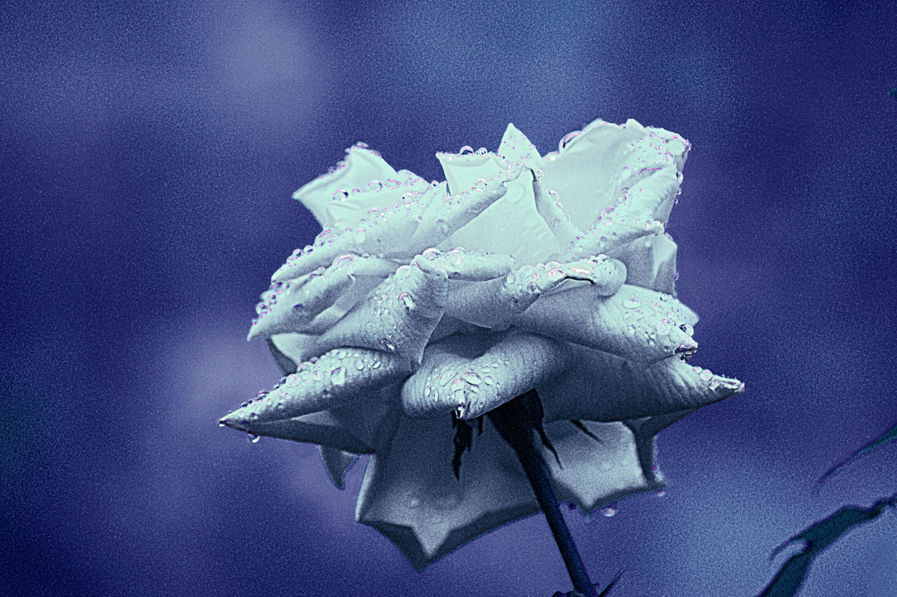 CLOSE-UP OF FROZEN PLANT ON SNOW