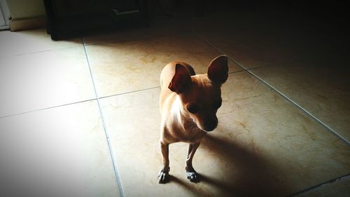 Dog standing on tiled floor