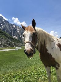 Horse on field against mountain